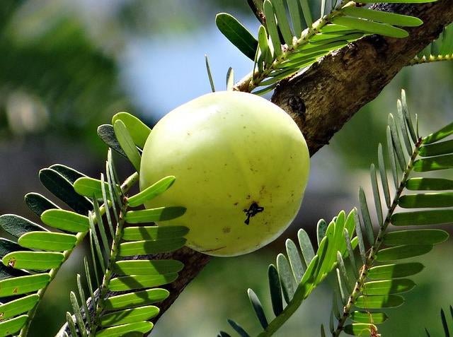 Amazing health benefits I Why you should drink Amla juice daily ? - Sharrets Nutritions LLP