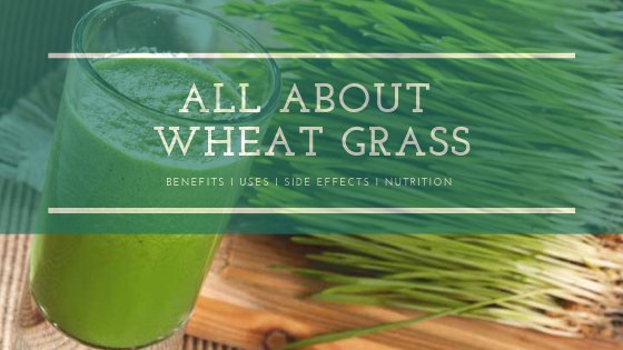 Wheatgrass benefits history nutrition uses and many more. - Sharrets Nutritions LLP