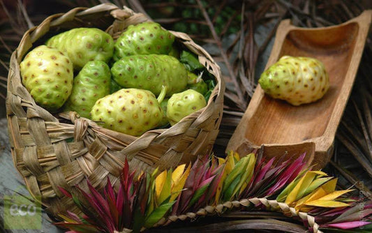 Where to find best Noni Juice in India ? - Sharrets Nutritions LLP