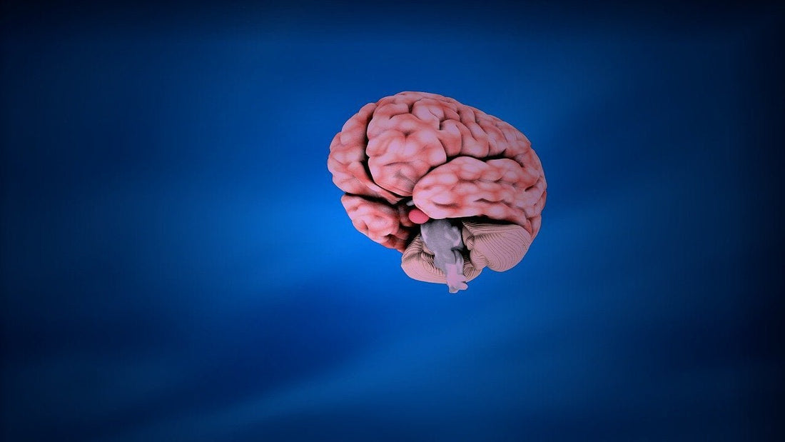 Resveratrol benefits for brain - Is Resveratrol good for brain ? - Sharrets Nutritions LLP