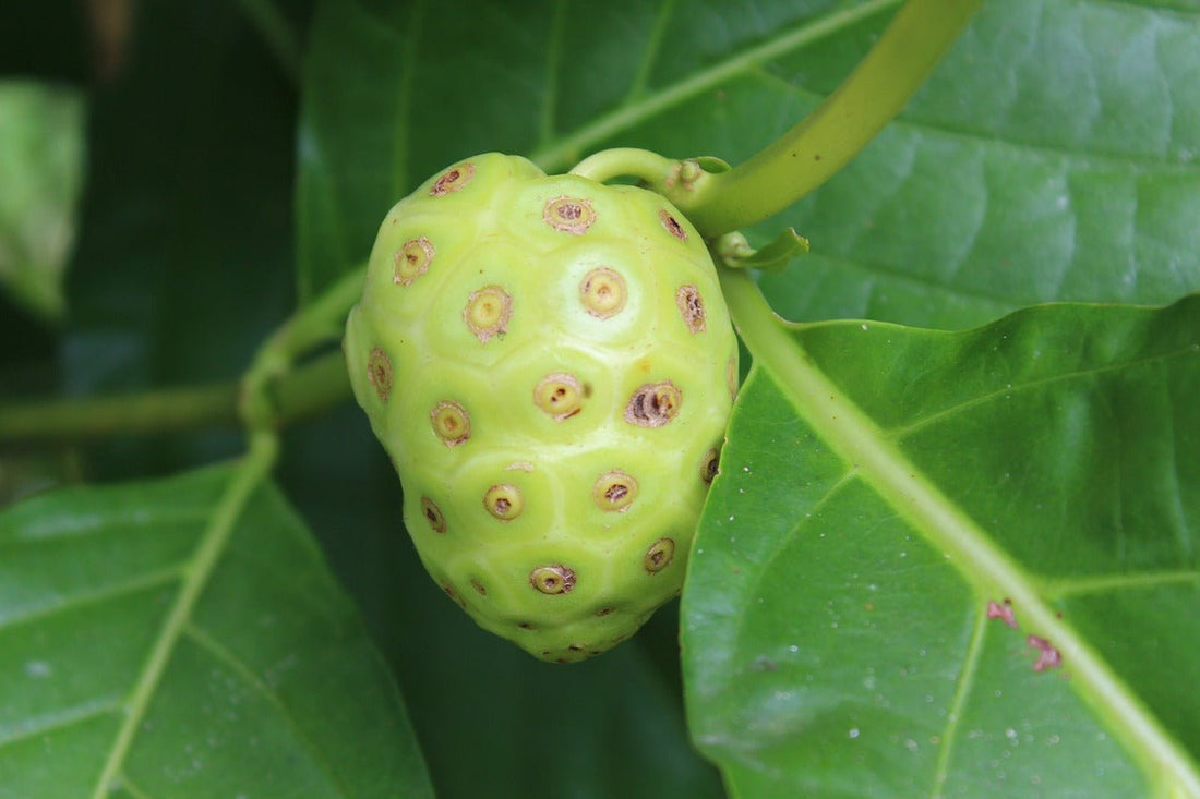 Here are amazing health benefits of Noni juice, and why it’s good for you ? - Sharrets Nutritions LLP
