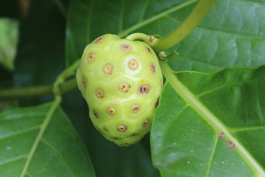 Here are amazing health benefits of Noni juice, and why it’s good for you ? - Sharrets Nutritions LLP